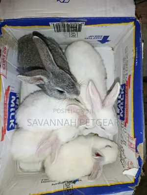 Commercial /Pet Rabbits (Mixed Breed New Zealand White (2-3 Months Old