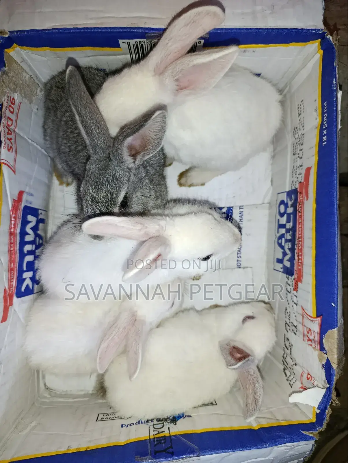 Commercial /Pet Rabbits (Mixed Breed New Zealand White (2-3 Months Old