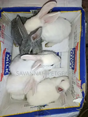 Commercial /Pet Rabbits (Mixed Breed New Zealand White (2-3 Months Old