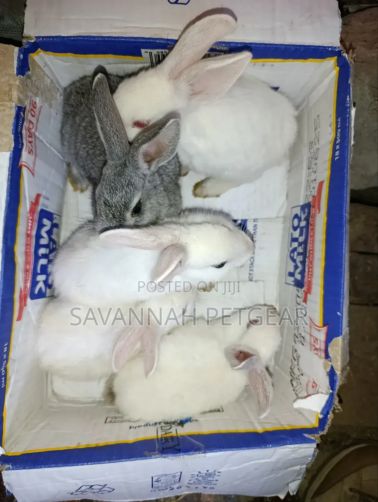 Commercial /Pet Rabbits (Mixed Breed New Zealand White (2-3 Months Old