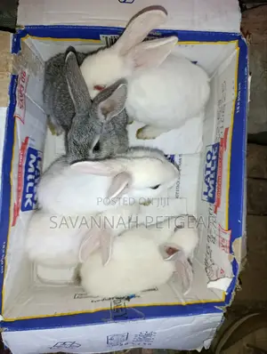 Commercial /Pet Rabbits (Mixed Breed New Zealand White (2-3 Months Old
