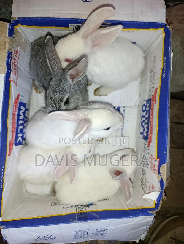 Commercial /Pet Rabbits (Mixed Breed New Zealand White (2-3 Months Old - thumbnail 3