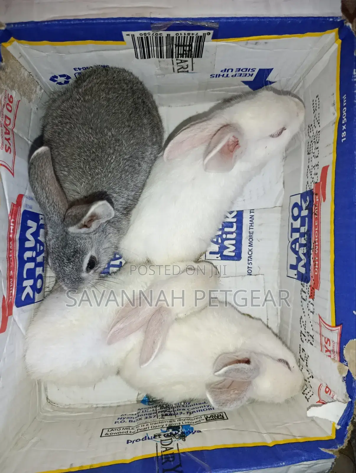 Commercial /Pet Rabbits (Mixed Breed New Zealand White (2-3 Months Old
