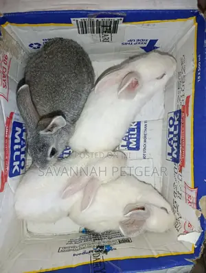 Commercial /Pet Rabbits (Mixed Breed New Zealand White (2-3 Months Old