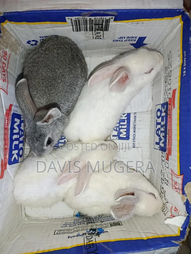Commercial /Pet Rabbits (Mixed Breed New Zealand White (2-3 Months Old - thumbnail 4