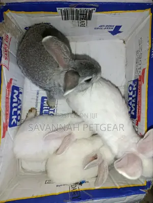 Commercial /Pet Rabbits (Mixed Breed New Zealand White (2-3 Months Old