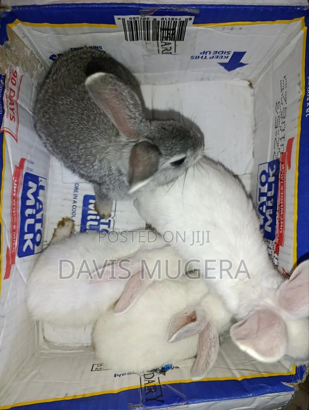 Commercial /Pet Rabbits (Mixed Breed New Zealand White (2-3 Months Old - thumbnail 5