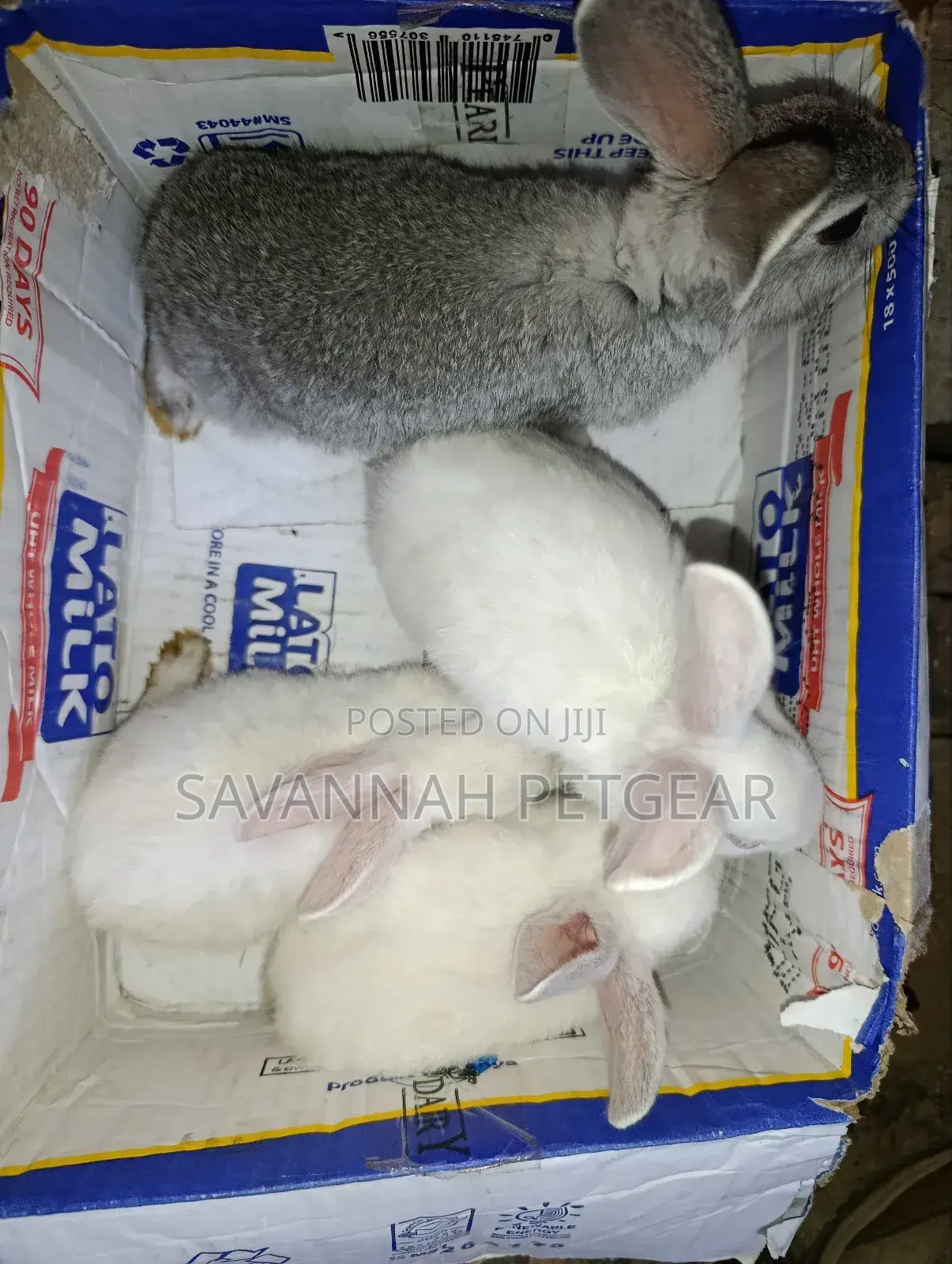 Commercial /Pet Rabbits (Mixed Breed New Zealand White (2-3 Months Old