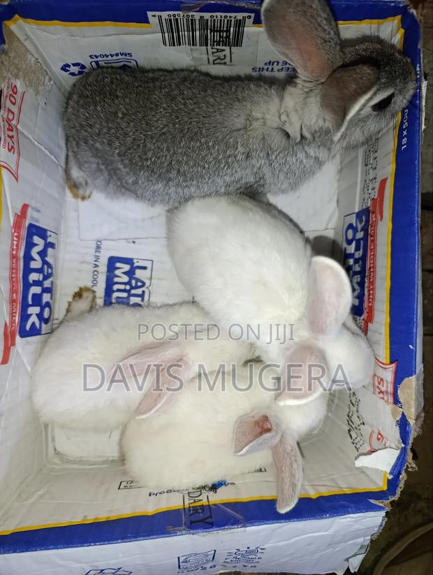 Commercial /Pet Rabbits (Mixed Breed New Zealand White (2-3 Months Old - thumbnail 6