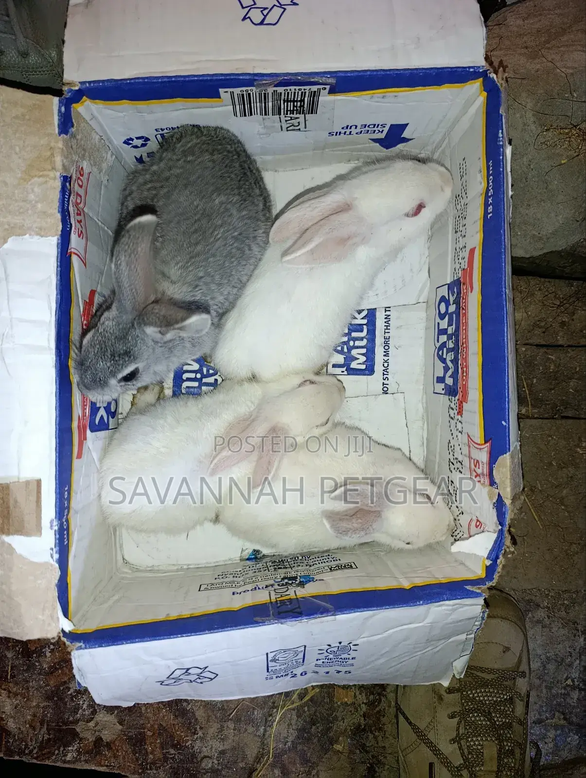 Commercial /Pet Rabbits (Mixed Breed New Zealand White (2-3 Months Old