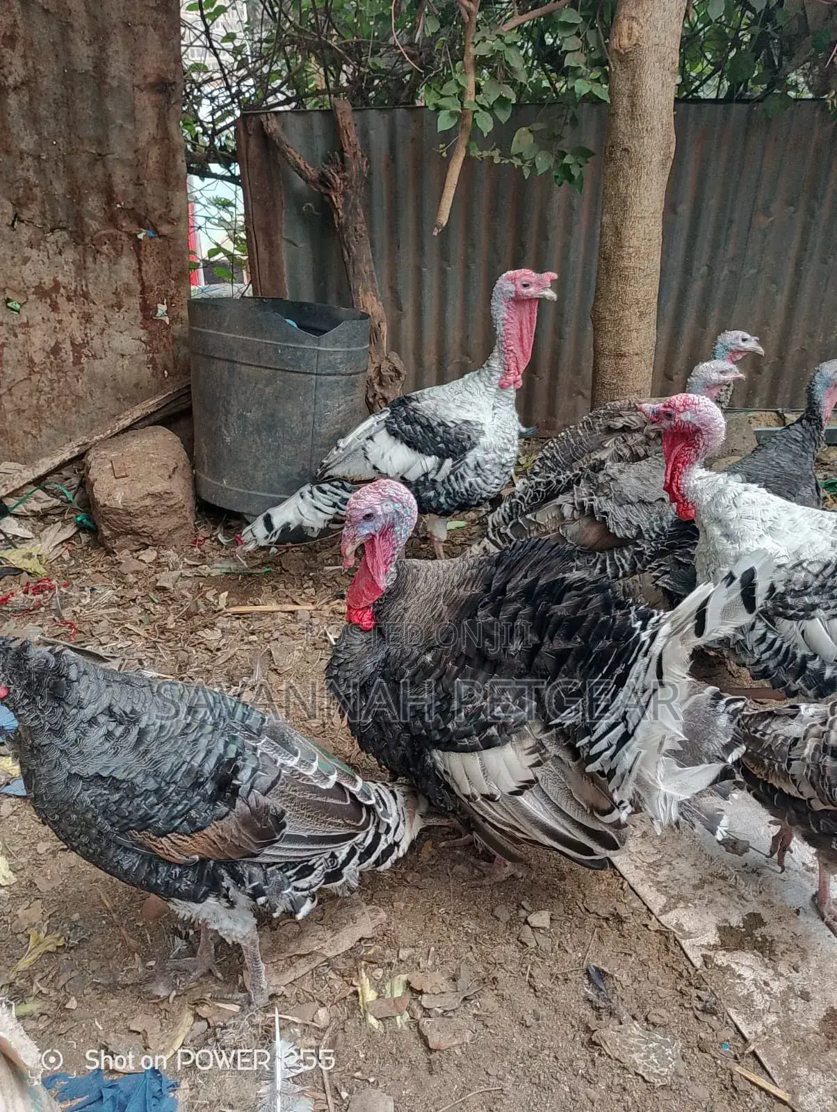 Royal Palm Turkey - Mature Males and Females