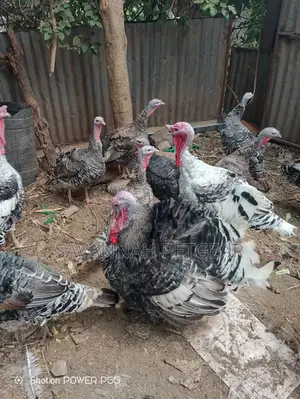 Royal Palm Turkey - Mature Males and Females