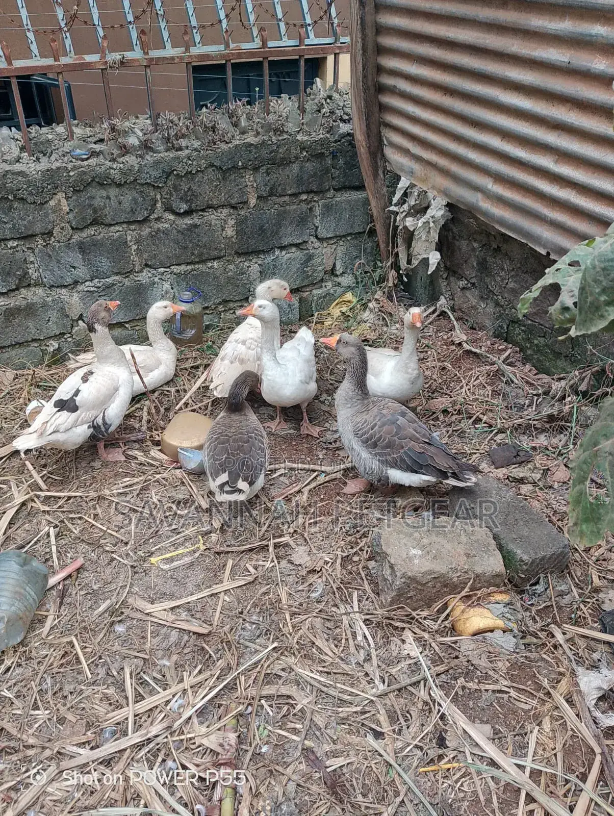 Royal Palm Turkey - Mature Males and Females