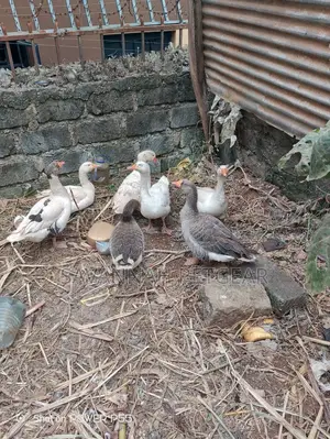Royal Palm Turkey - Mature Males and Females