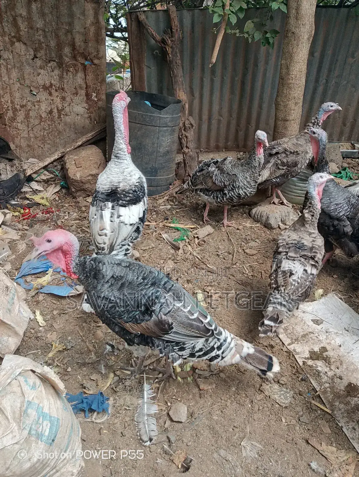 Royal Palm Turkey - Mature Males and Females