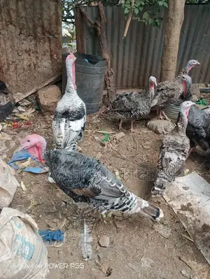 Royal Palm Turkey - Mature Males and Females