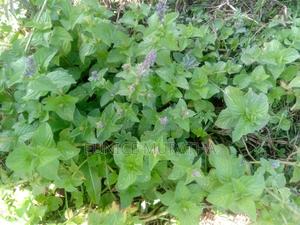Lemon Balm - main view