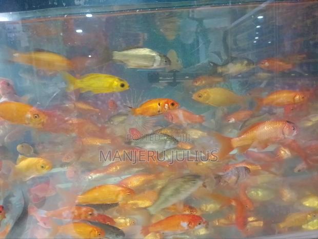 Assorted Aquarium Fish - main view