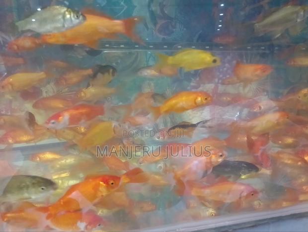 Assorted Aquarium Fish - thumbnail 3