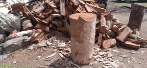 Dry Firewood