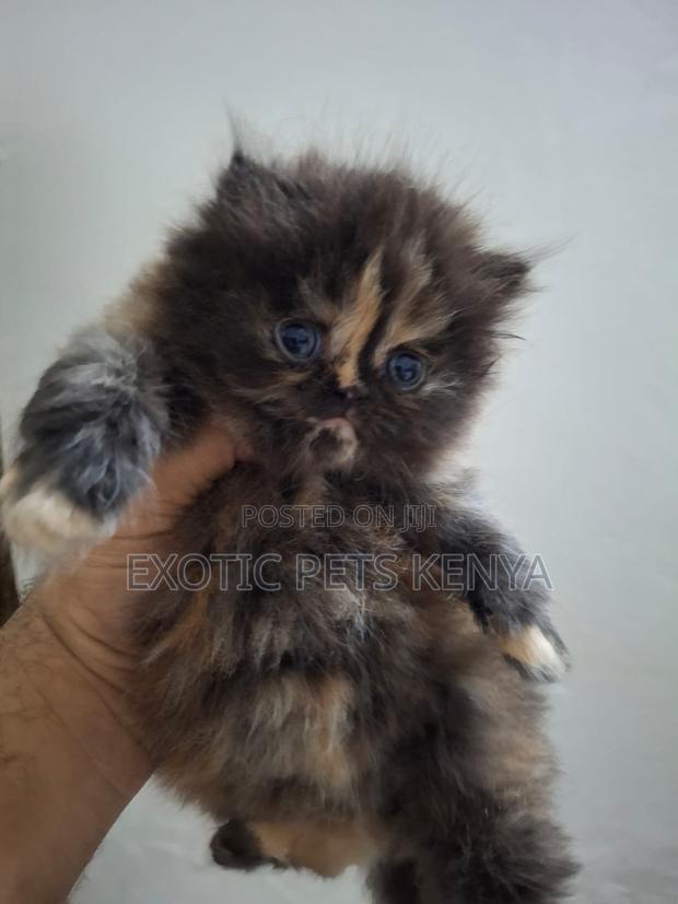 1-3 months Female Purebred Persian