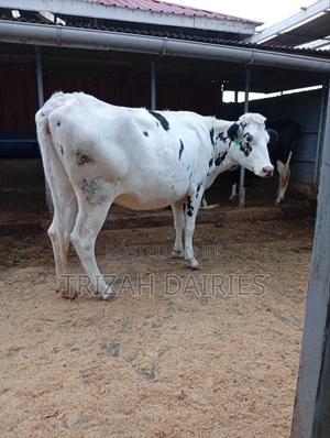 Holstein Cow - main view