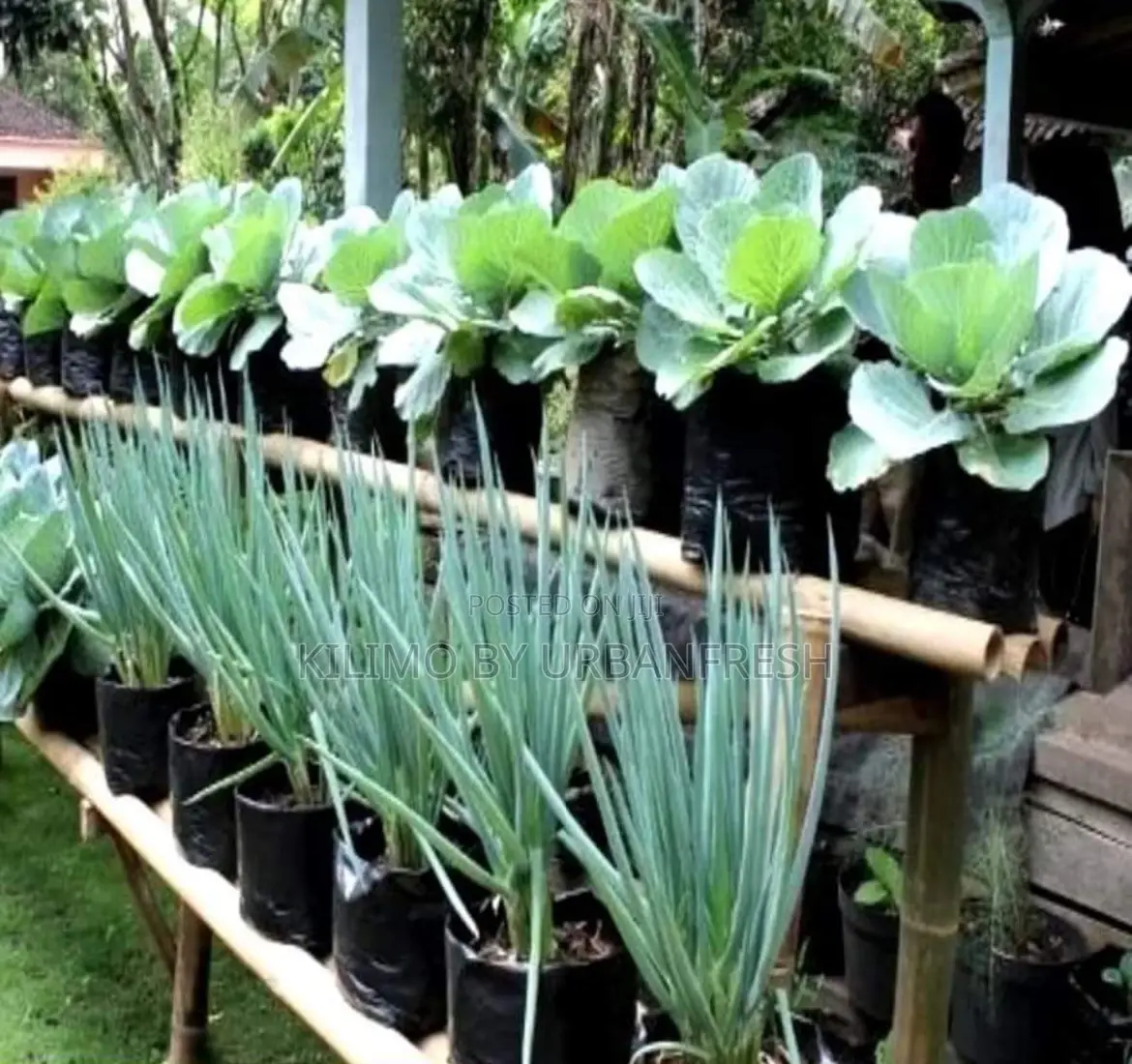Kitchen Garden Planting Bags : 12 - 16”