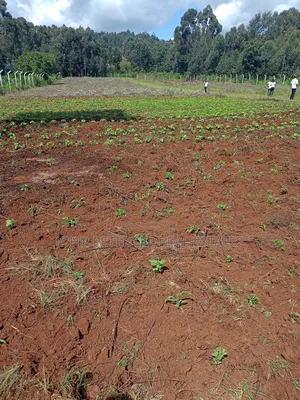 Rironi Plots