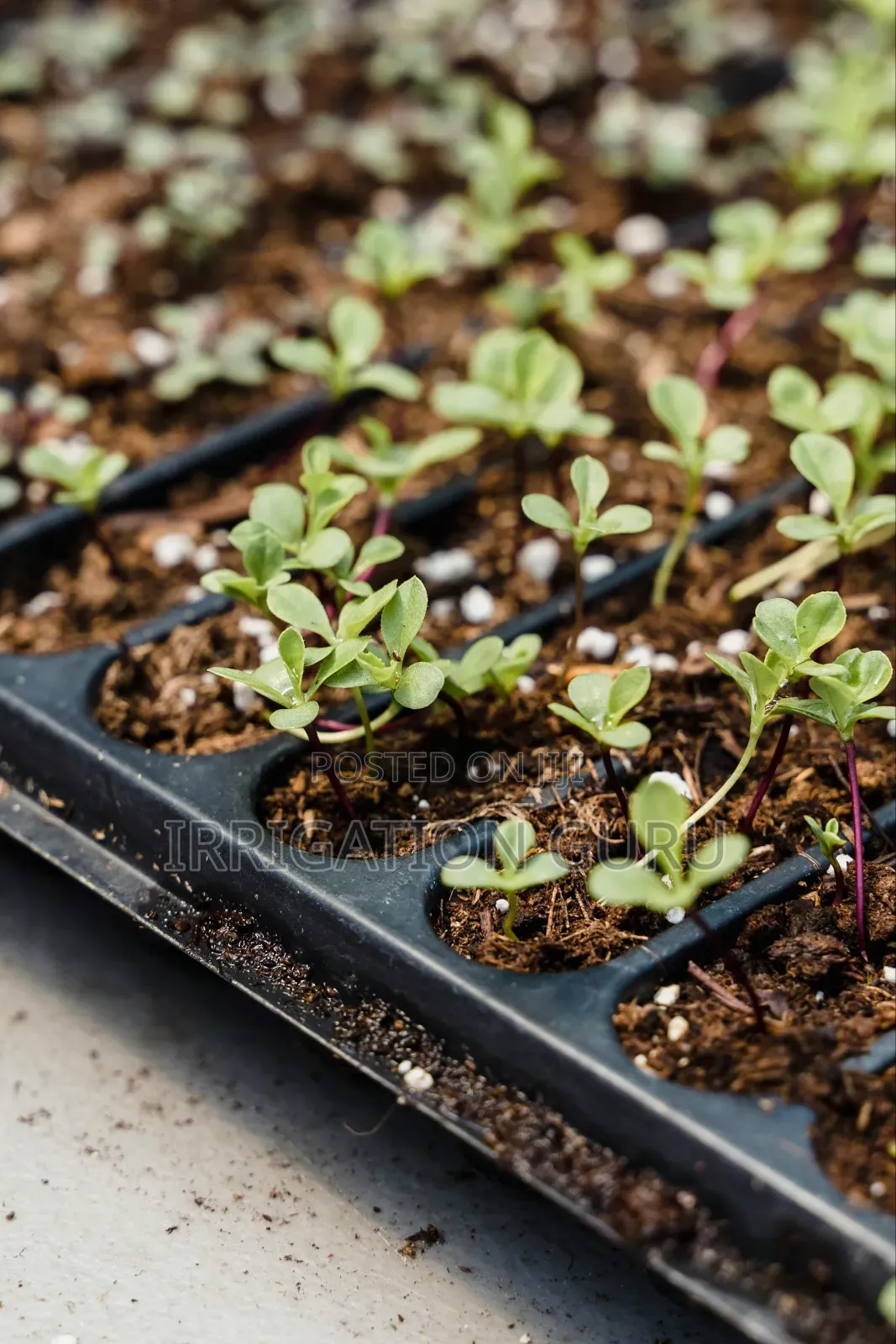 Planting Trays