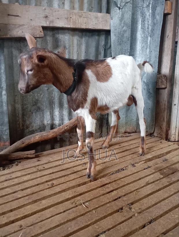 Imported Breeding Buck Dairy Goat - main view