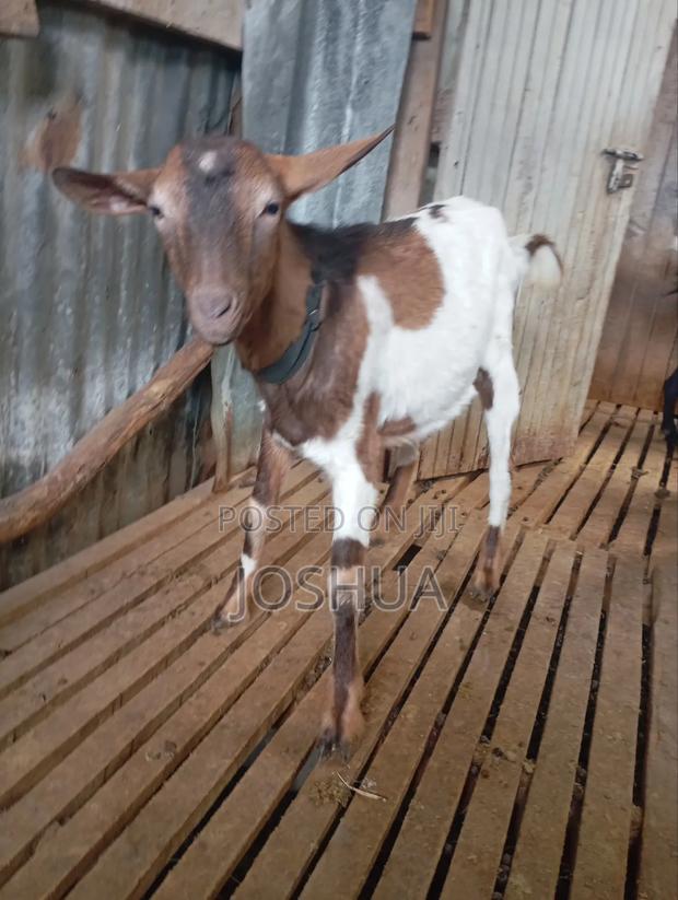 Imported Breeding Buck Dairy Goat - thumbnail 2