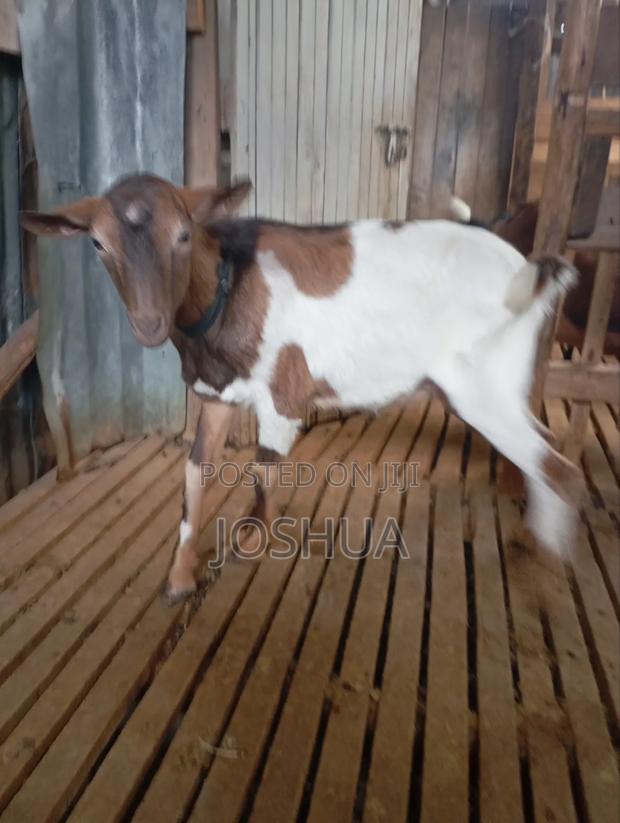 Imported Breeding Buck Dairy Goat - thumbnail 3