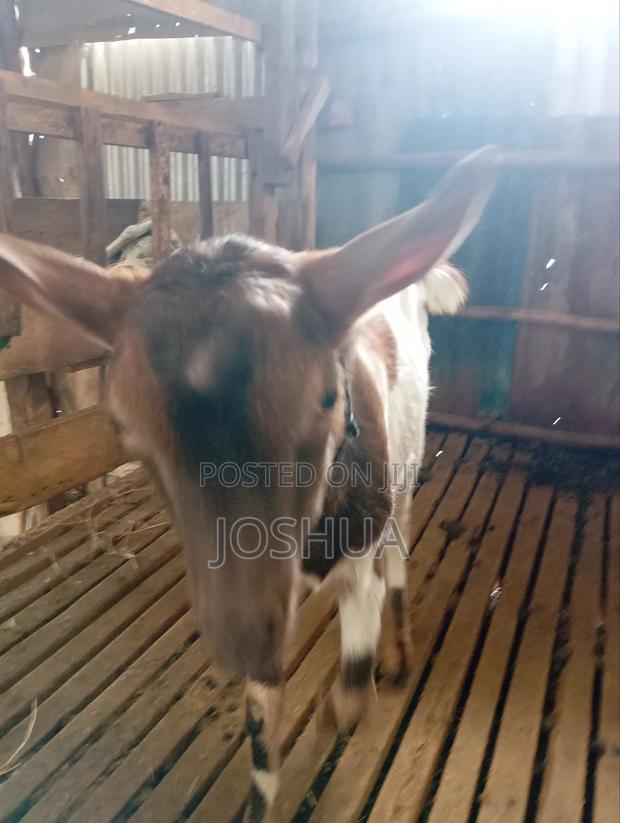 Imported Breeding Buck Dairy Goat - thumbnail 4