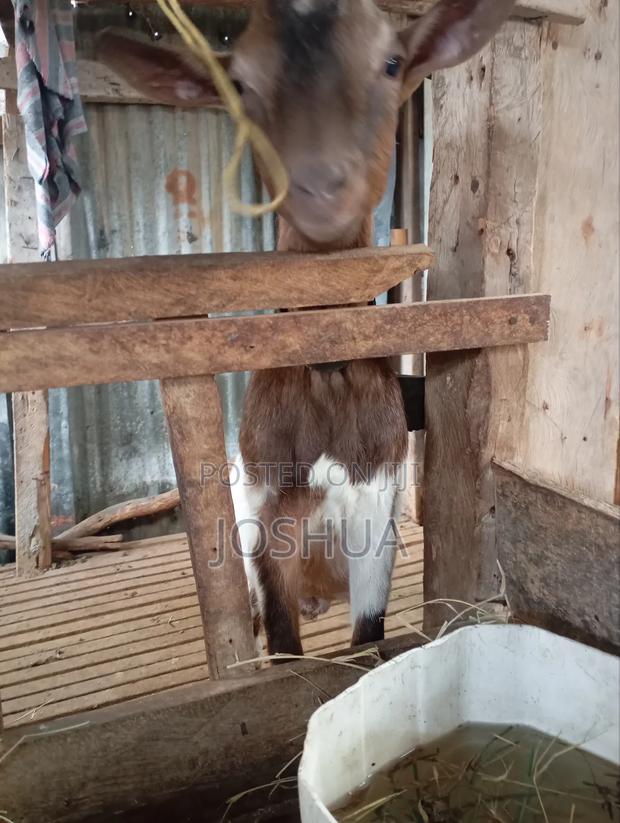 Imported Breeding Buck Dairy Goat - thumbnail 5