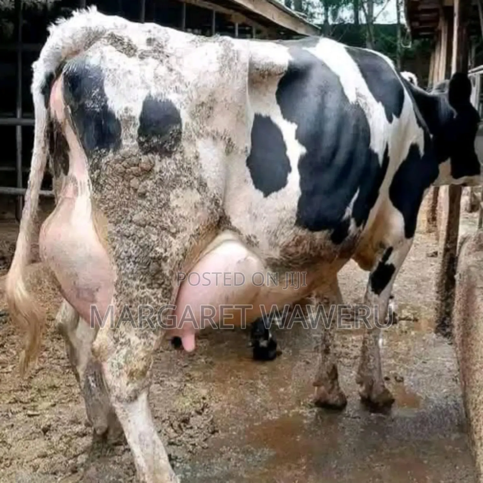Githunguri Dairy Cattle Farmer's Choice
