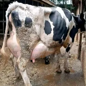 Githunguri Dairy Cattle Farmer's Choice