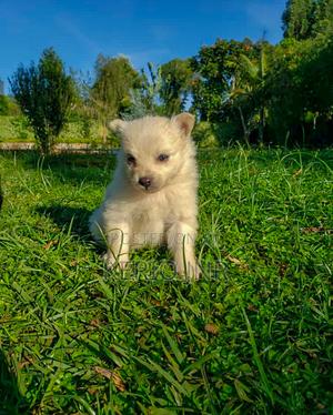1-3 months Male Purebred Japanese Spitz - thumbnail 2