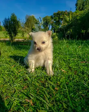 1-3 months Male Purebred Japanese Spitz