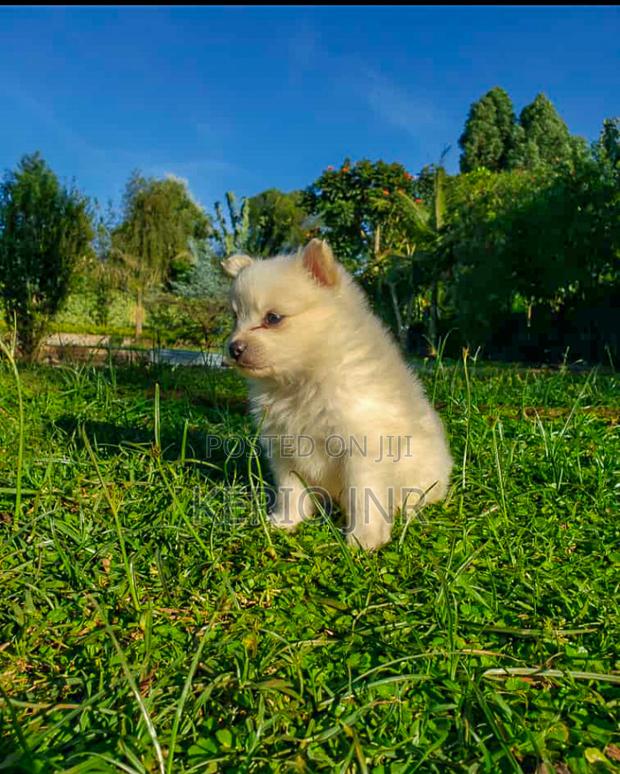 1-3 months Male Purebred Japanese Spitz - thumbnail 4