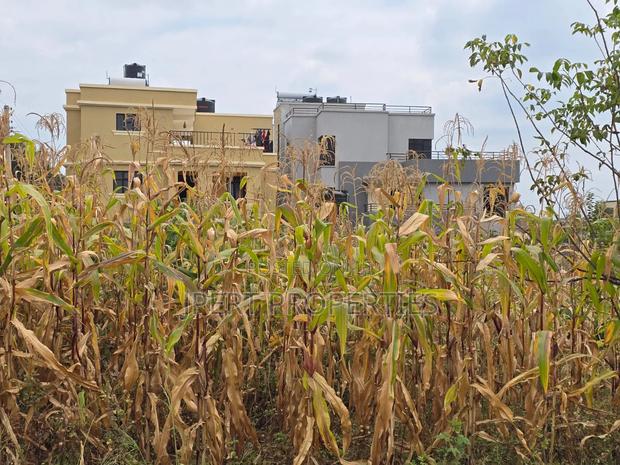 Croton Plot on Sale