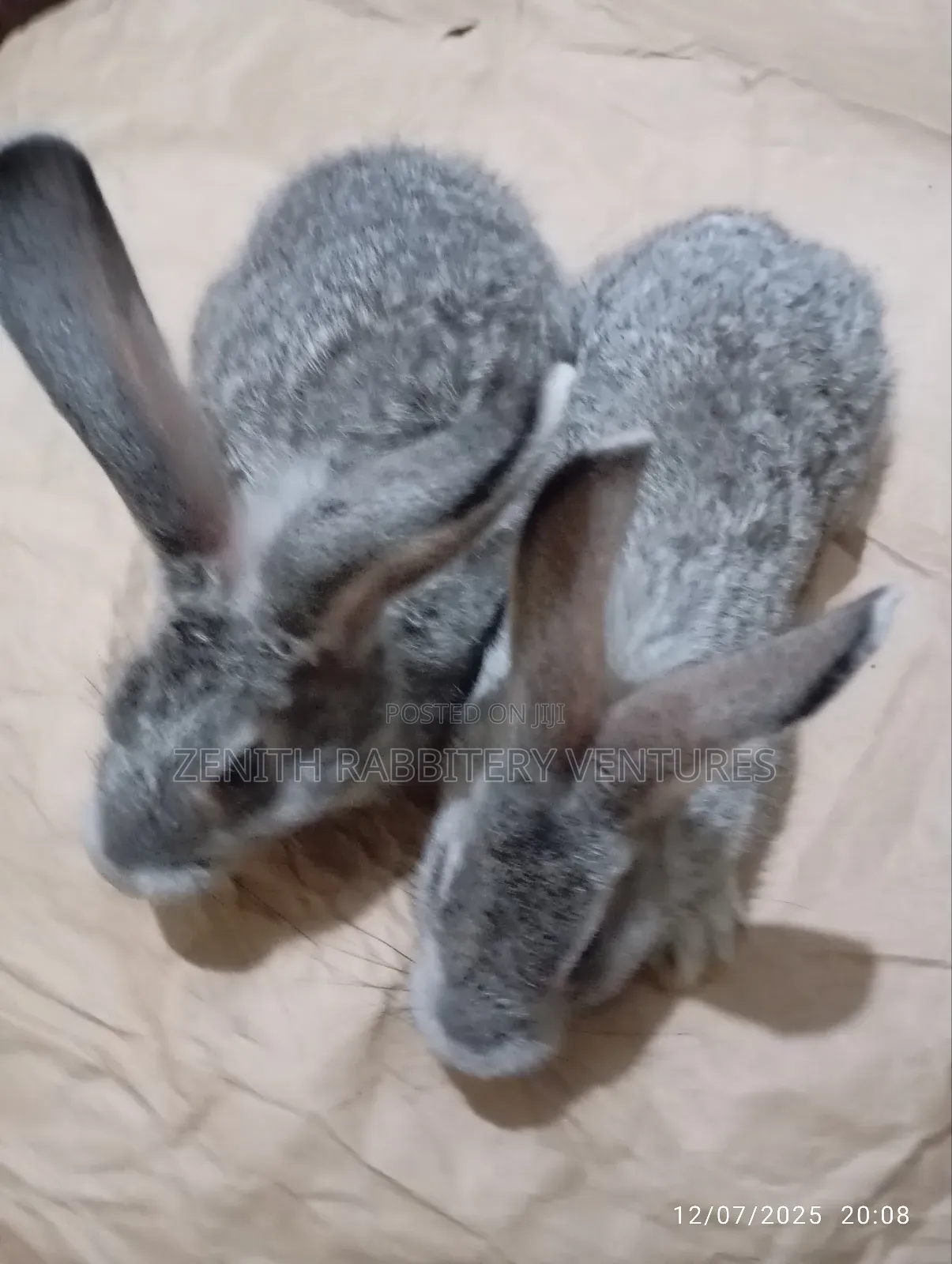 Rabbit Bunnies For Sale