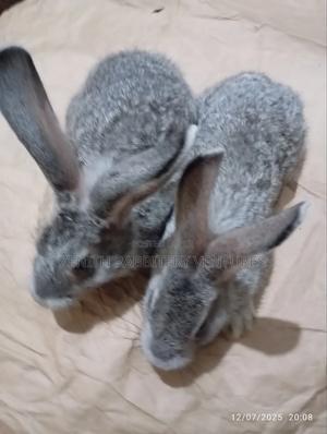 Rabbit Bunnies For Sale - thumbnail 2
