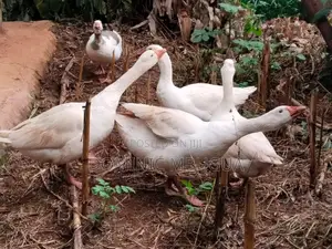 Goose, Mature