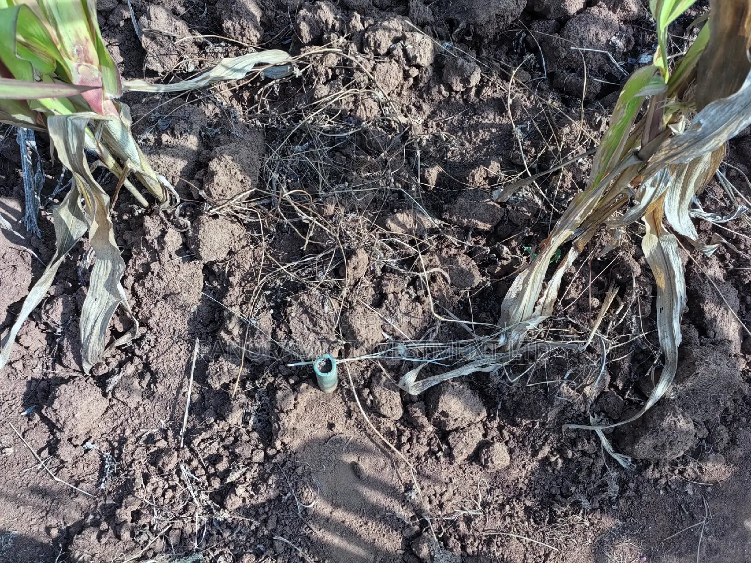 100 By100 Plot for Sale in Lusegetti Kikuyu Kiambu.