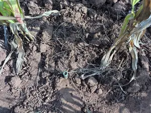 100 By100 Plot for Sale in Lusegetti Kikuyu Kiambu.