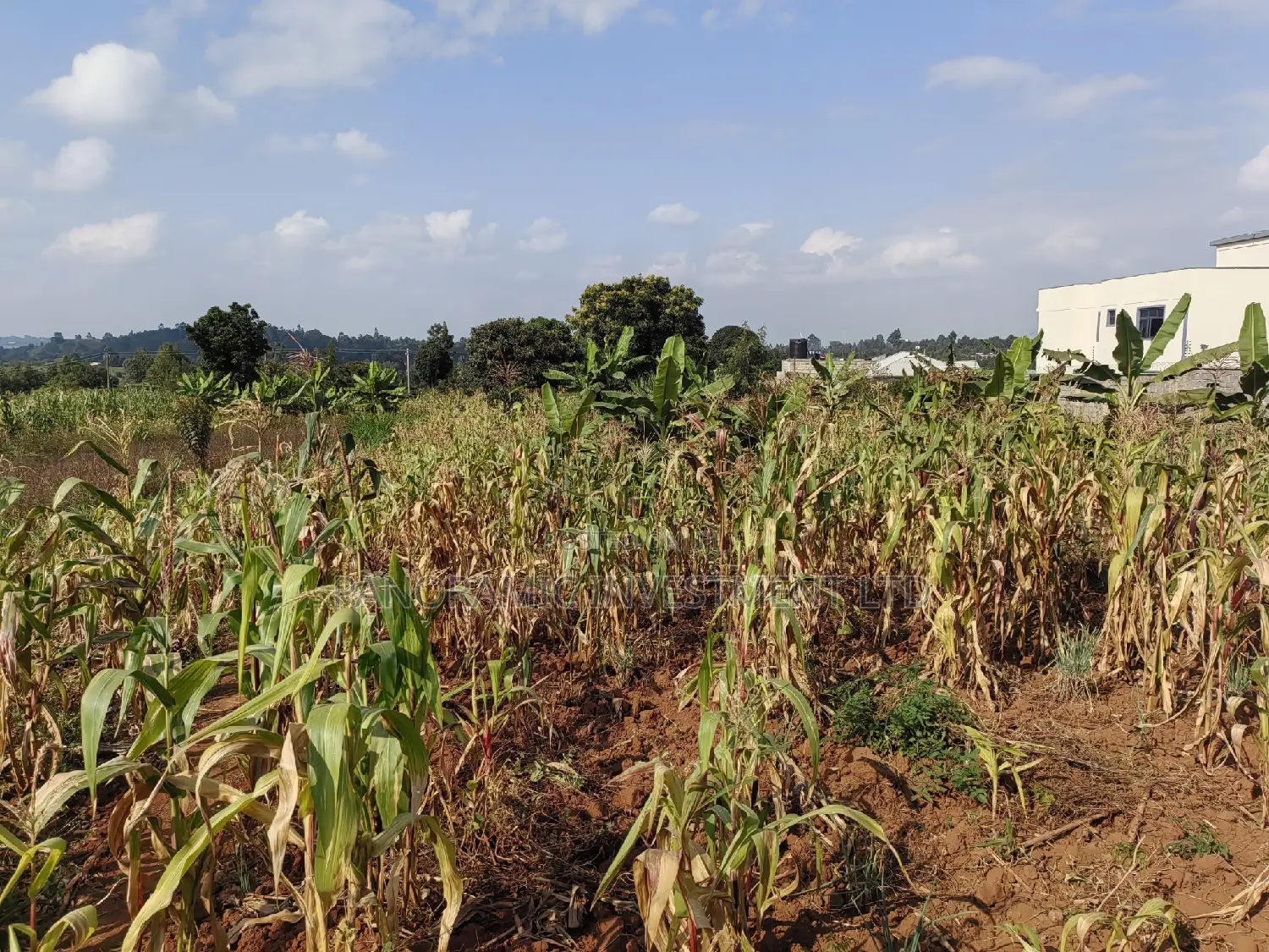 100 By100 Plot for Sale in Lusegetti Kikuyu Kiambu.