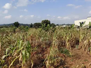 100 By100 Plot for Sale in Lusegetti Kikuyu Kiambu.