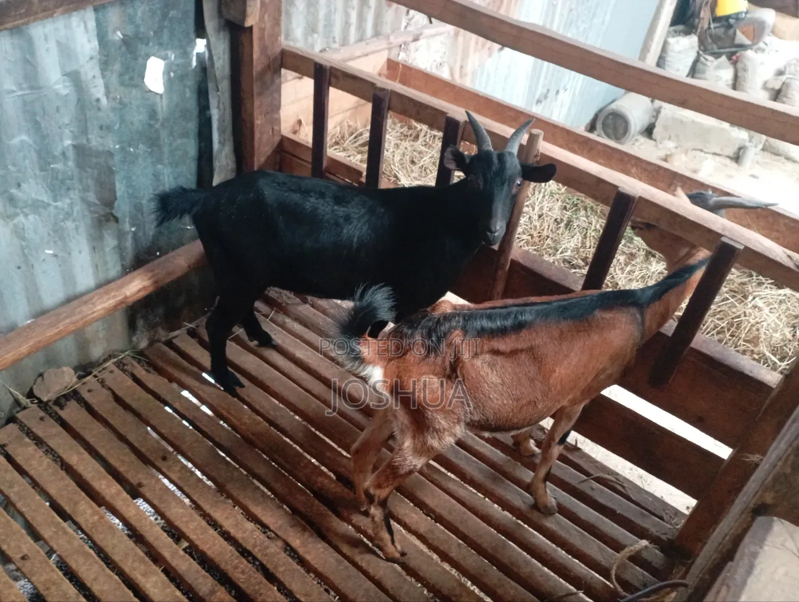 Meat Goats