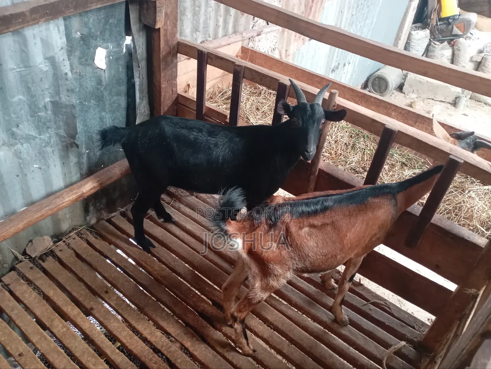 Meat Goats