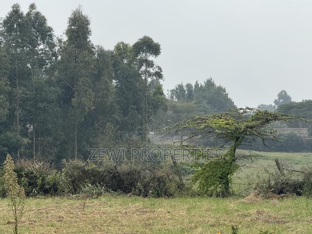 Quarter Kibiku - thumbnail 6